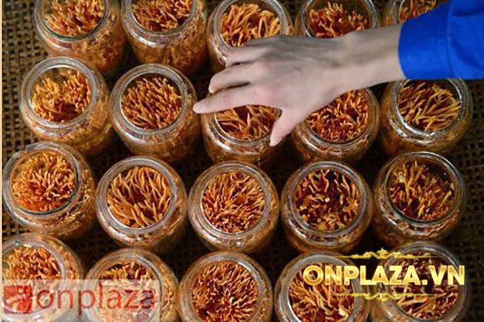 Đông Trùng Hạ Thảo Tươi Việt Nam D047 2