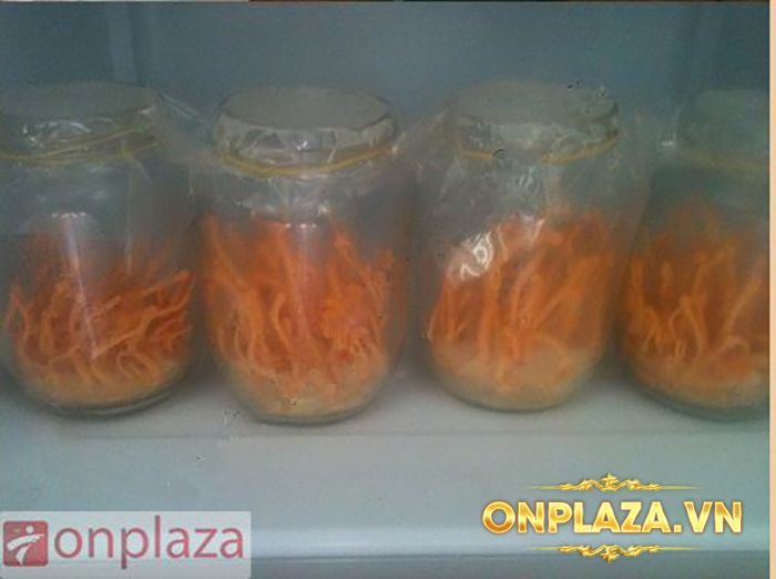 Đông Trùng Hạ Thảo Tươi Việt Nam D047 4