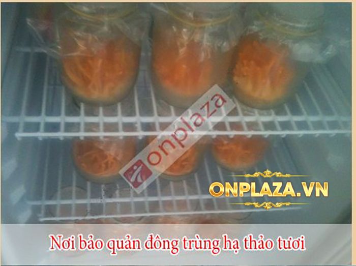 Đông Trùng Hạ Thảo Tươi Việt Nam D047 5