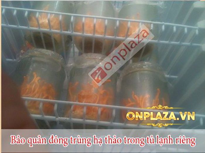 Đông Trùng Hạ Thảo Tươi Việt Nam D047 6