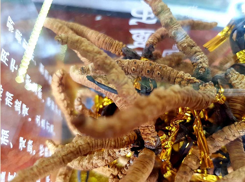 Hộp đông trùng hạ thảo Tây Tạng chạm rồng