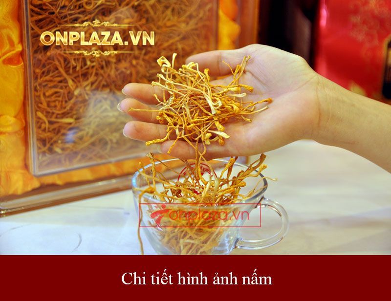 Đông trùng hạ thảo khô Việt Nam chất lượng cao hộp 250gr D206 4