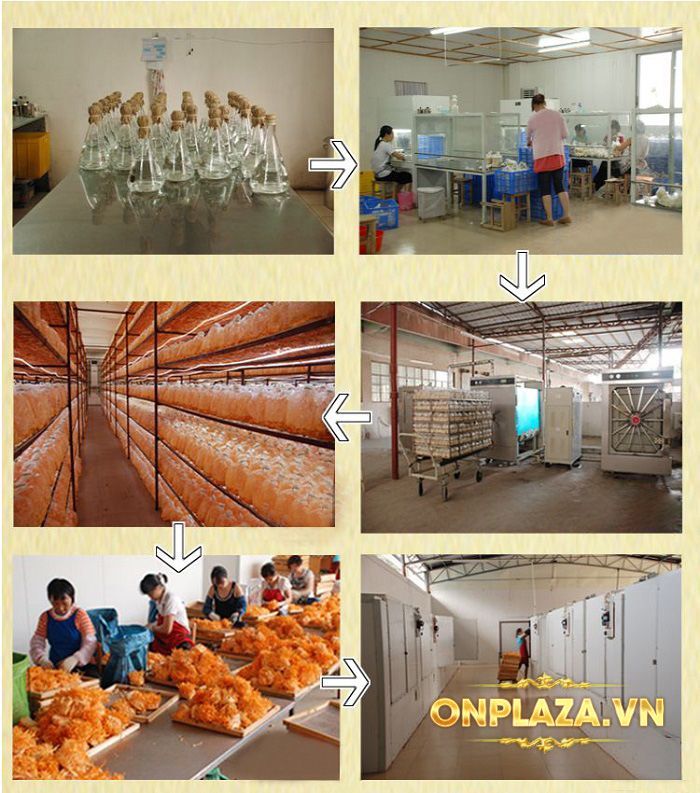 Đông trùng hạ thảo khô Việt Nam chất lượng cao hộp 250gr D206 6