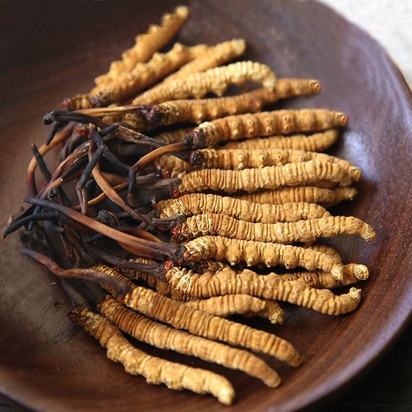 Đông trùng hạ thảo Tây Tạng nguyên con cao cấp hộp 1gr