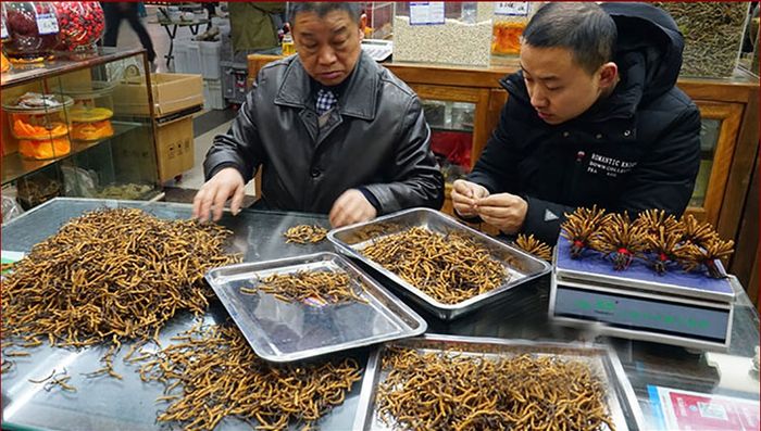 Đông trùng hạ thảo Tây Tạng nguyên con cao cấp hộp 1gr 1