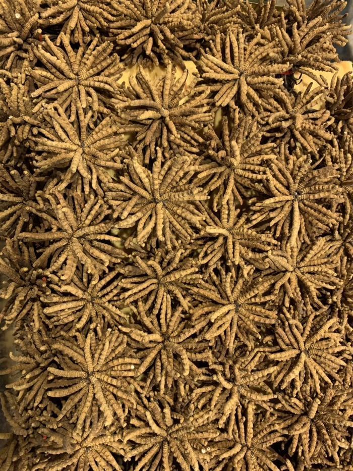 Đông trùng hạ thảo Tây Tạng nguyên con cao cấp hộp 1gr 3