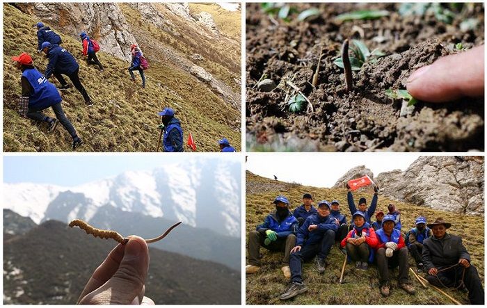 Đông trùng hạ thảo Tây Tạng nguyên con cao cấp hộp 1gr 5