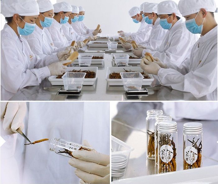 Đông trùng hạ thảo Tây Tạng nguyên con cao cấp hộp 1gr 6