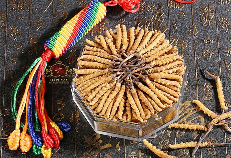 Đông trùng hạ thảo Tây Tạng