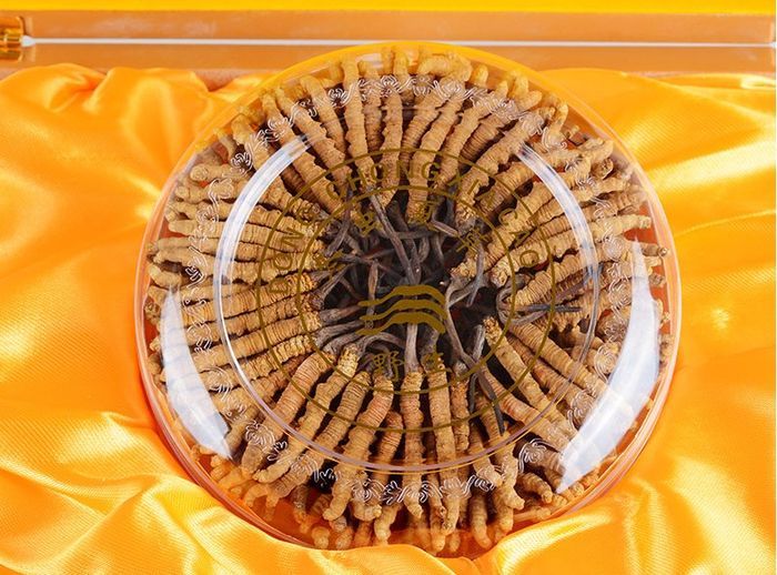 Đông trùng hạ thảo Tây Tạng cao cấp hộp 100gr loại 500 – 600 con 1