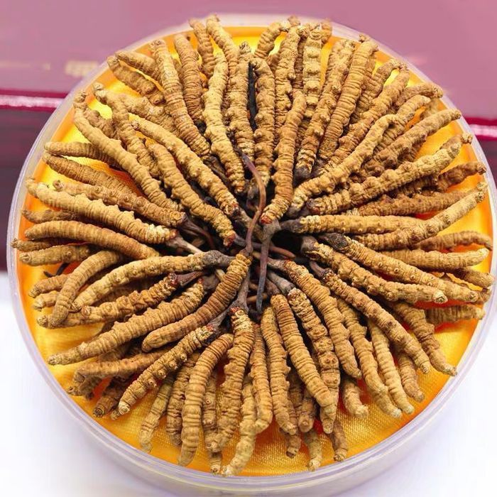 Đông trùng hạ thảo Tây Tạng cao cấp hộp 100gr loại 500 – 600 con 2