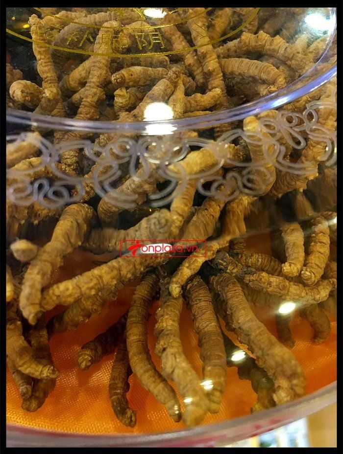 Đông trùng hạ thảo Tây Tạng cao cấp hộp 100gr loại 500 – 600 con 3
