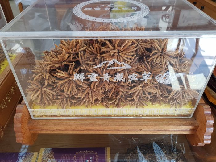 TGD Đào văn quang đích thân sang Tây tạng để lựa chọn đtht 4