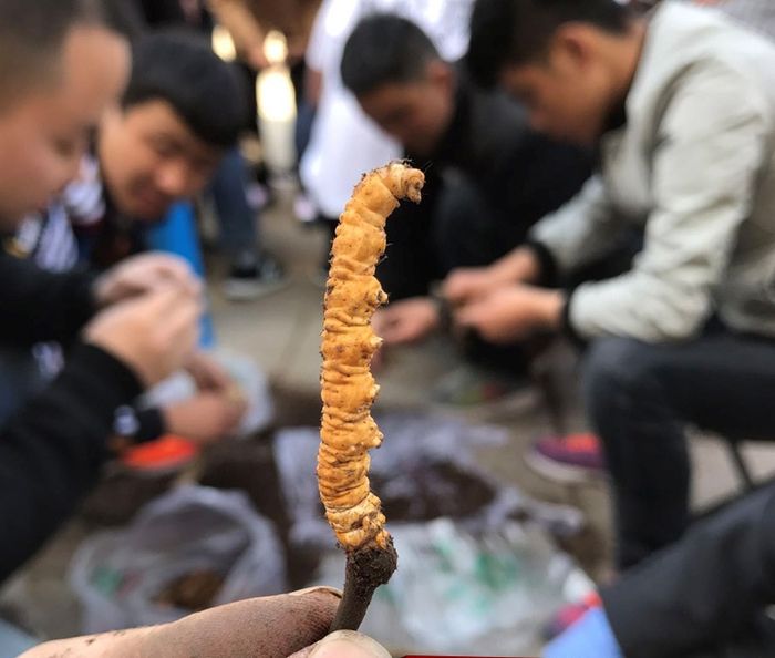 TGD Đào văn quang đích thân sang Tây tạng để lựa chọn đtht 5