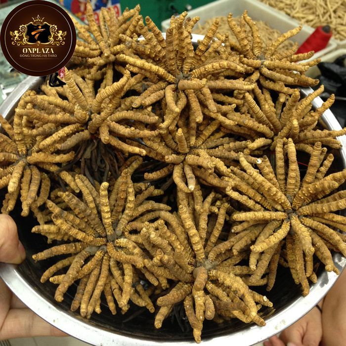 TGD Đào văn quang đích thân sang Tây tạng để lựa chọn đtht 6