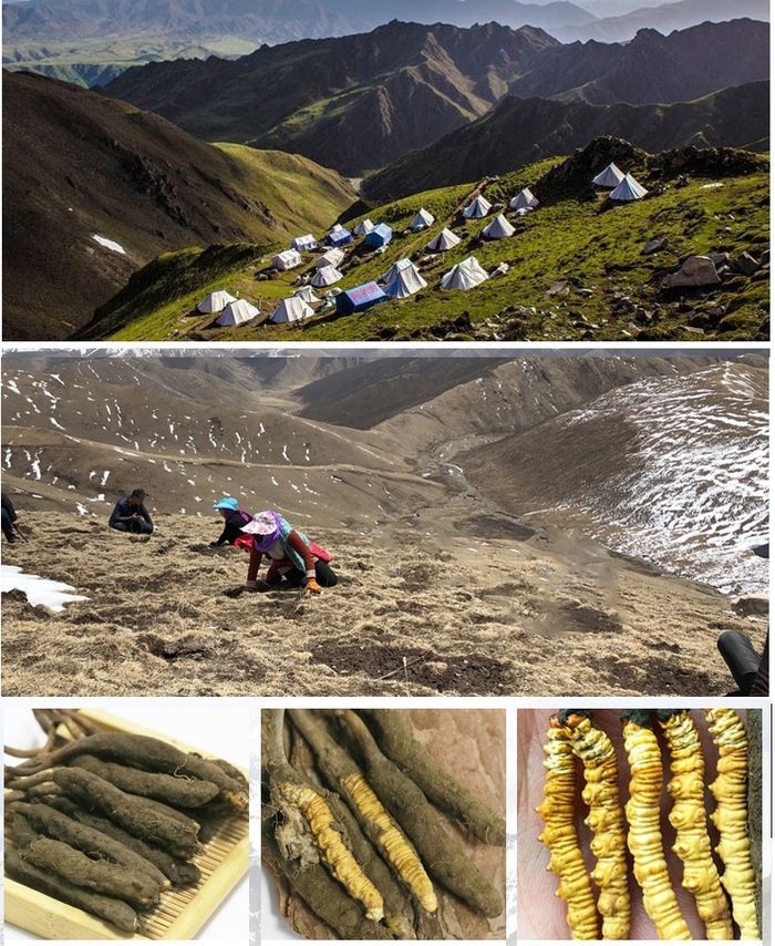 TGD Đào văn quang đích thân sang Tây tạng để lựa chọn đtht 7