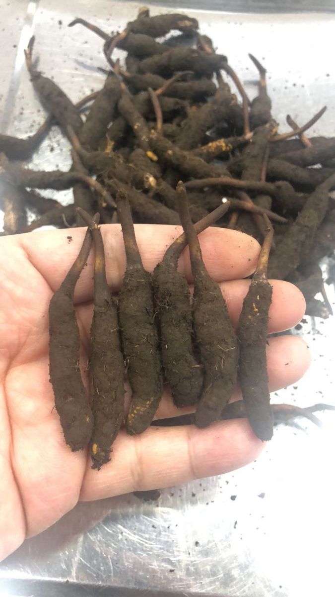 TGD Đào văn quang đích thân sang Tây tạng để lựa chọn đtht 8