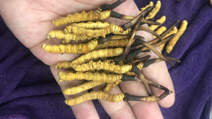 TGD Đào văn quang đích thân sang Tây tạng để lựa chọn đtht 10