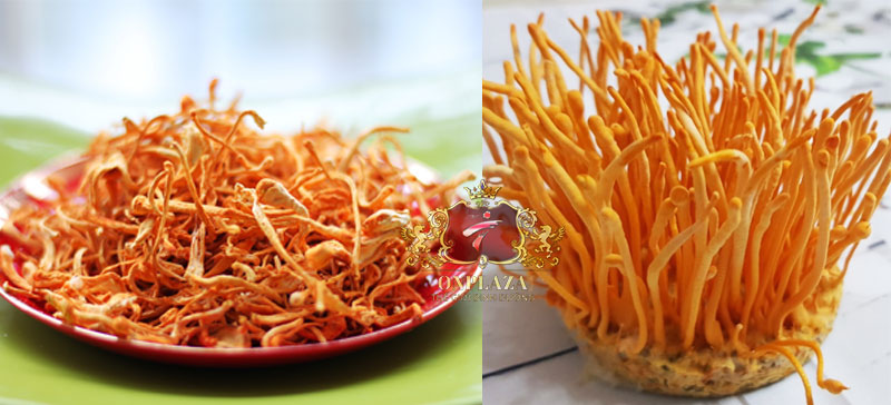 Nấm đông trùng hạ thảo tươi và khô