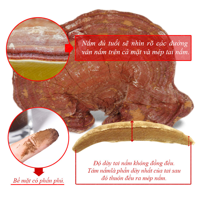 Nấm linh chi đỏ hàn quốc L002 ảnh4