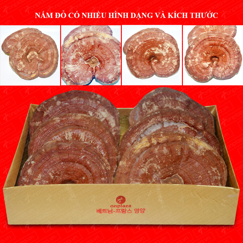 Nấm linh chi đỏ hàn quốc L002 ảnh5