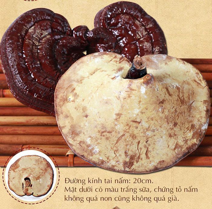 Nấm linh chi đỏ thượng hạng nhập khẩu Hàn Quốc L048 7