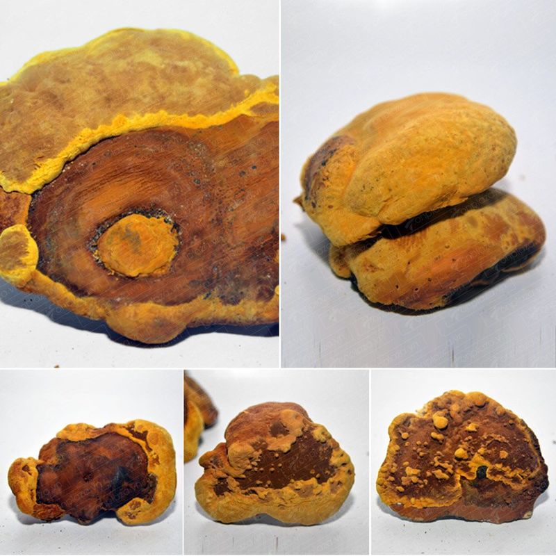 Nấm Linh Chi Thượng Hoàng loại thượng hạng hộp quà biếu 1kg L039 3