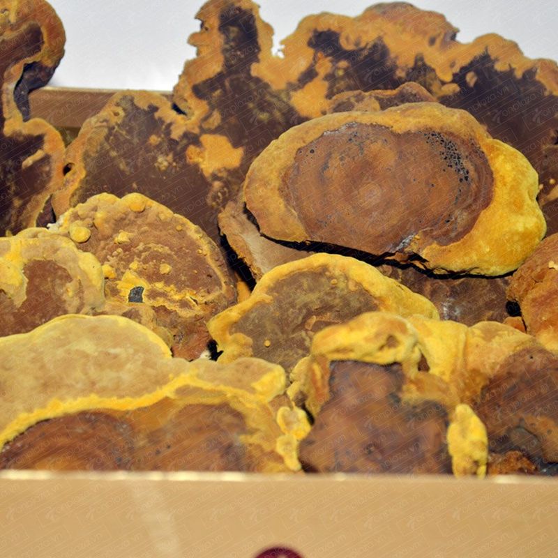 Nấm Linh Chi Thượng Hoàng loại thượng hạng hộp quà biếu 1kg L039 4