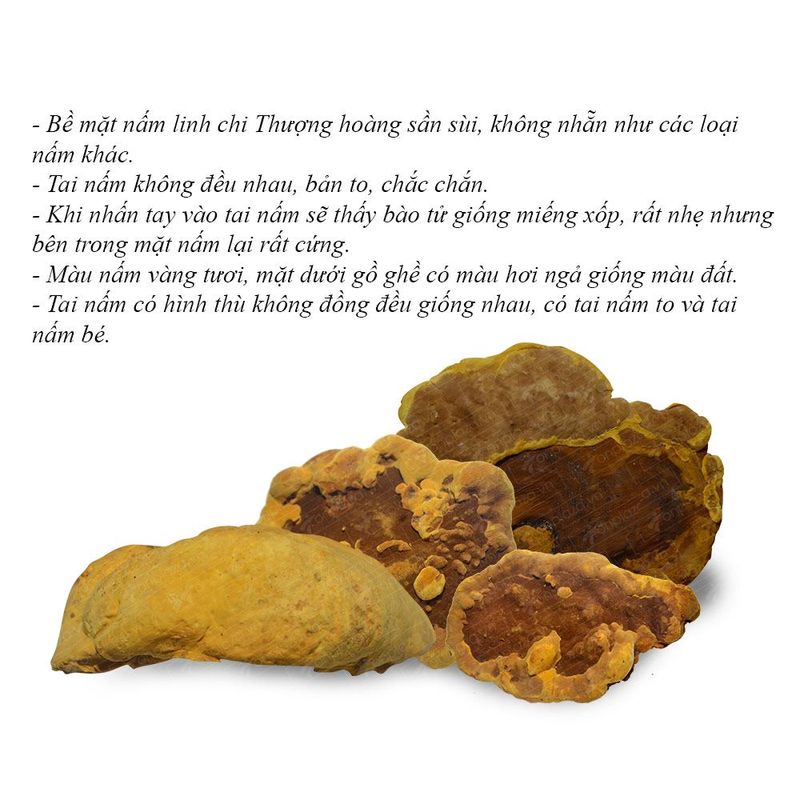Nấm Linh Chi Thượng Hoàng loại thượng hạng hộp quà biếu 1kg L039 5