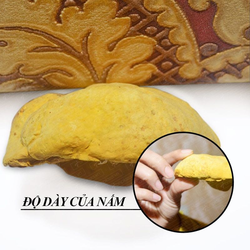 Nấm Linh Chi Thượng Hoàng loại thượng hạng hộp quà biếu 1kg L039 6