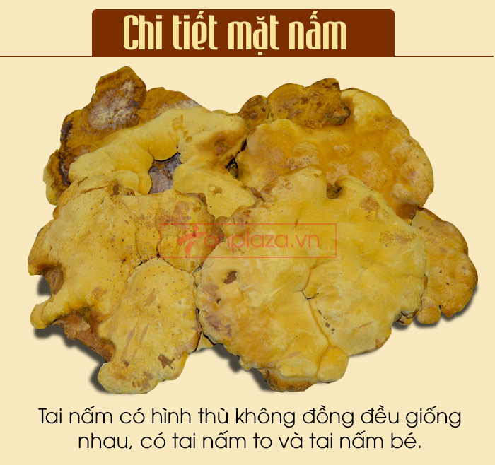 Nấm linh chi thượng hoàng Hàn Quốc L022 a6