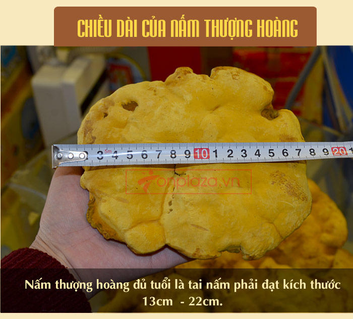 Nấm linh chi thượng hoàng Hàn Quốc L022 a9