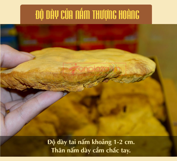 Nấm linh chi thượng hoàng Hàn Quốc L022 a10