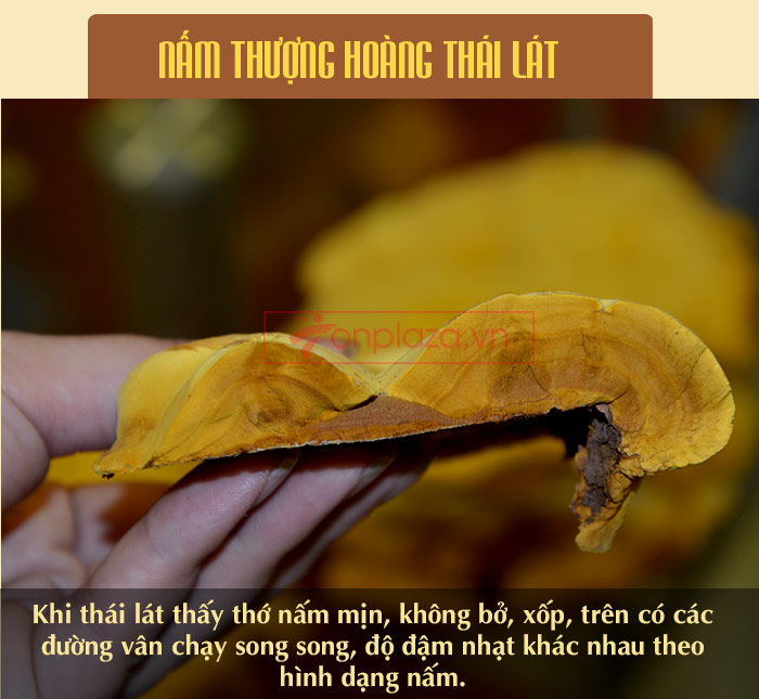 Nấm linh chi thượng hoàng Hàn Quốc L022 a11