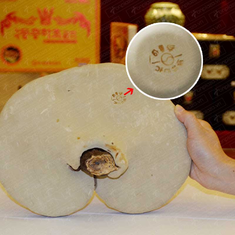 Nấm linh chi vàng Hàn Quốc L005 a4