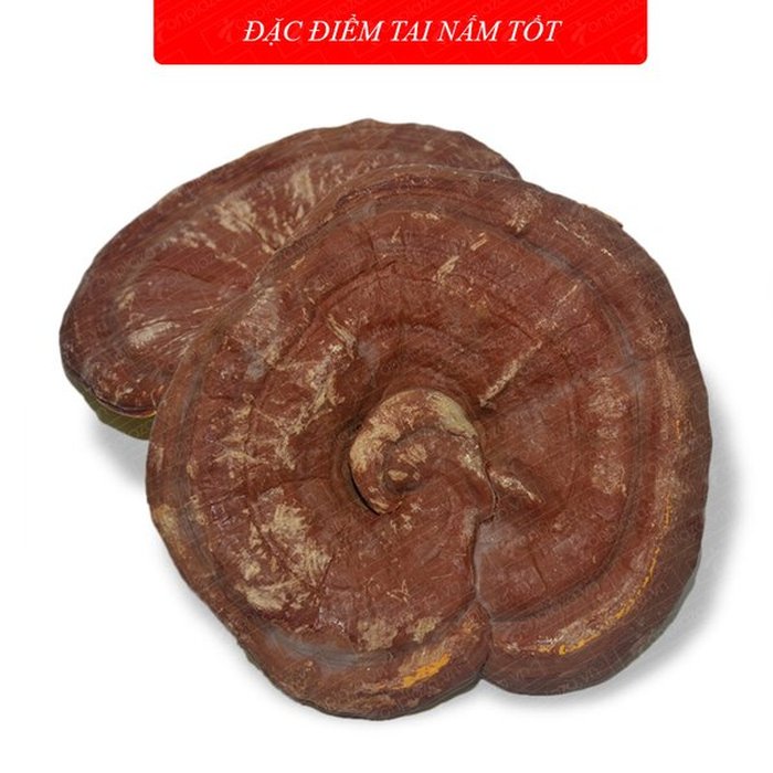 Nấm linh chi vàng thượng hạng Hàn Quốc hộp quà biếu L027 a5