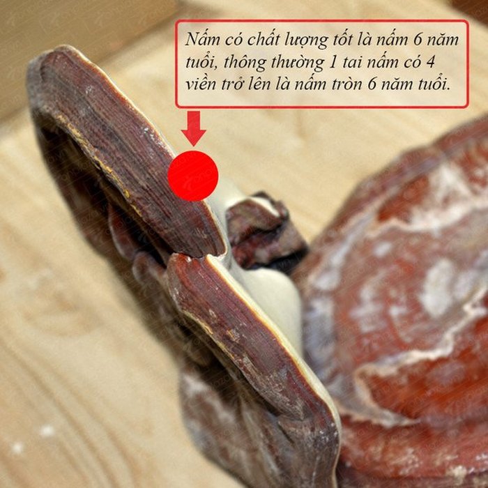 Nấm linh chi vàng thượng hạng Hàn Quốc hộp quà biếu L027 a11