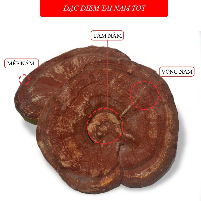 Nấm linh chi vàng thượng hạng đặc biệt dạng túi L038 5