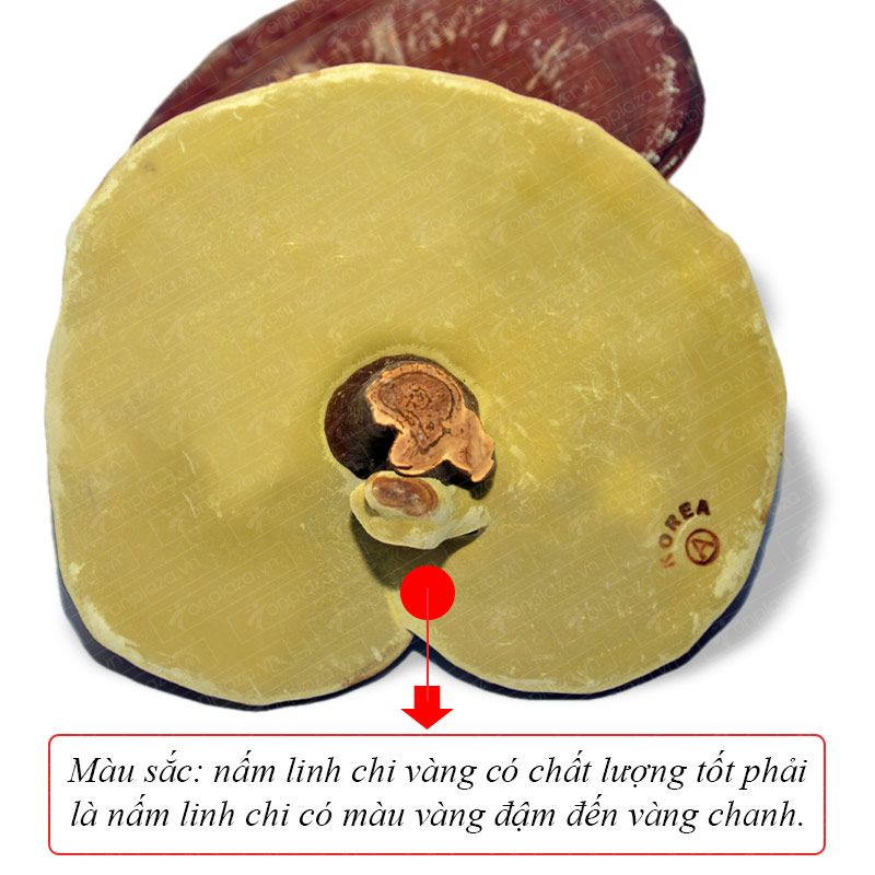Nấm linh chi vàng thượng hạng đặc biệt dạng túi L038 7