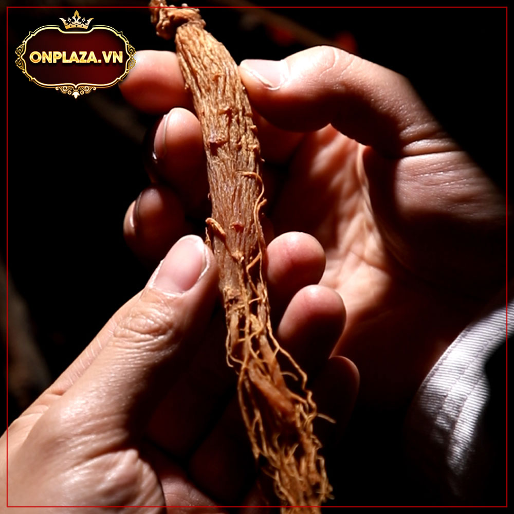 Hồng sâm nguyên củ chất lượng cao 2