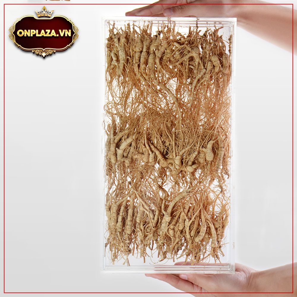 Sâm khô nguyên củ núi Trường bạch hộp quà biếu 