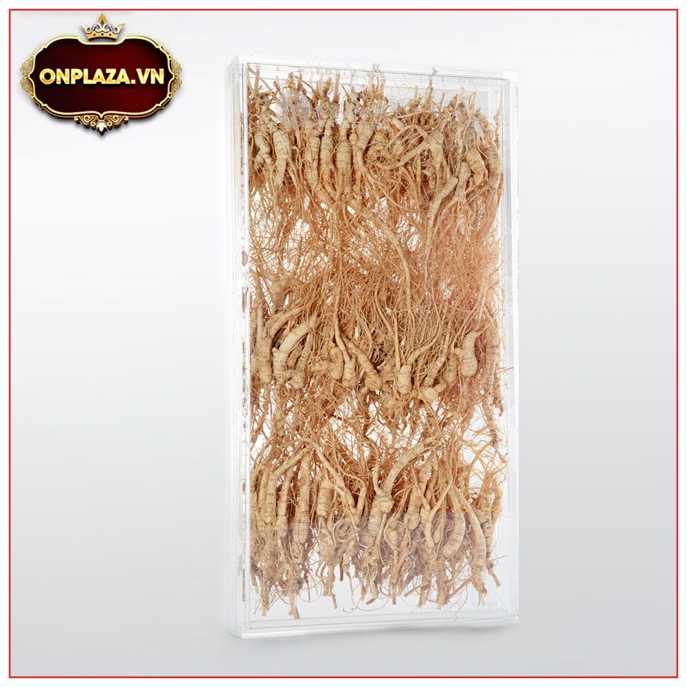 Sâm khô nguyên củ núi Trường bạch hộp quà biếu 2