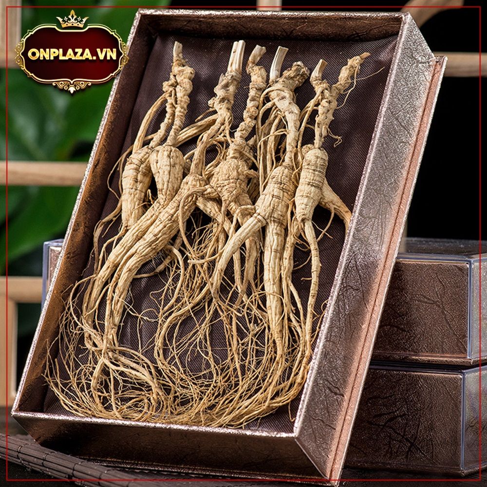 Sâm núi nguyên củ Trường Bạch 20 tuổi 