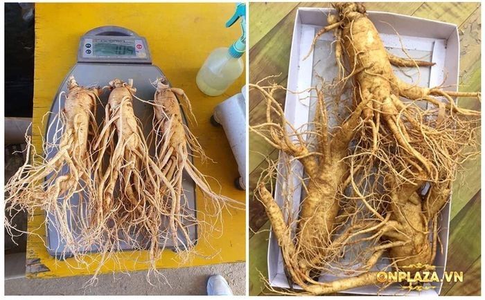 Nhân sâm tươi Hàn Quốc loại cao cấp 3 củ/kg NS001 2