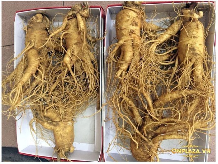 Nhân sâm tươi Hàn Quốc loại cao cấp 3 củ/kg NS001 4