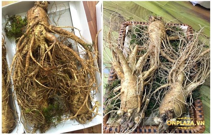 Nhân sâm tươi Hàn Quốc loại cao cấp 3 củ/kg NS001 5