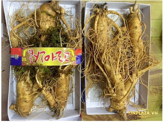 Nhân sâm tươi Hàn Quốc loại cao cấp 3 củ/kg NS001 6