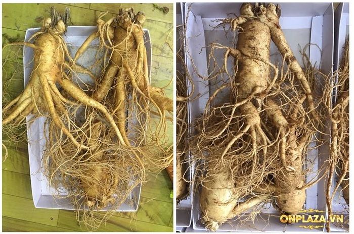 Nhân sâm tươi Hàn Quốc loại cao cấp 3 củ/kg NS001 7