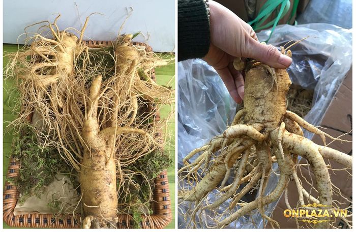 Nhân sâm tươi Hàn Quốc loại cao cấp 3 củ/kg NS001 8
