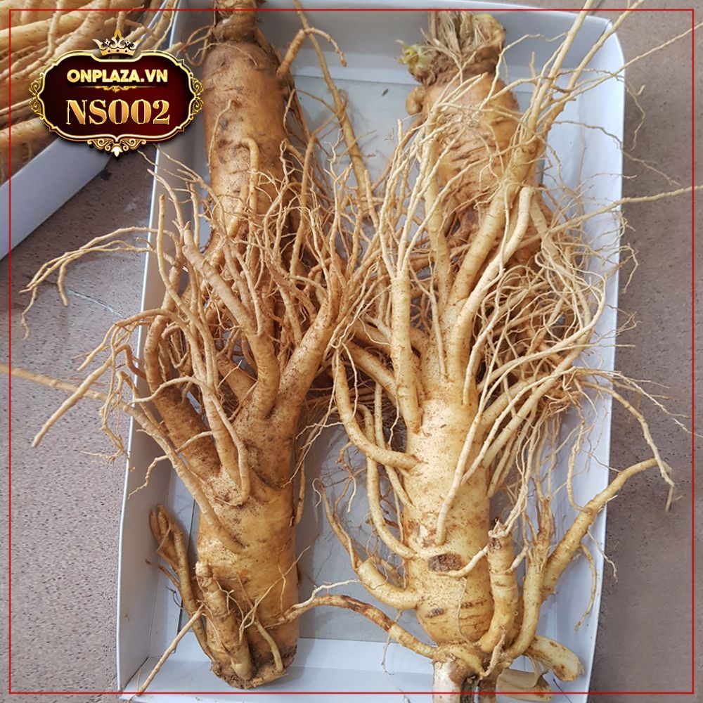 Sâm tươi Hàn Quốc cao cấp loại 4 củ/kg NS002